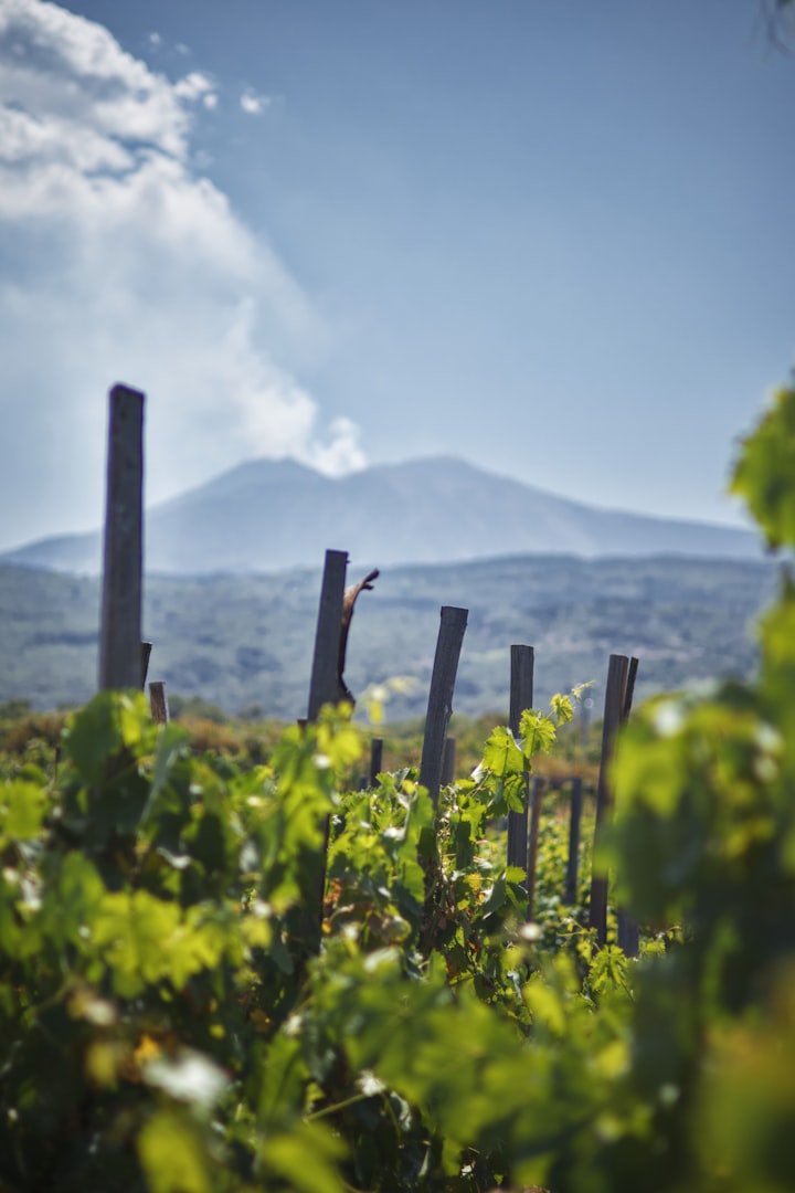 Vingård på Etna Sicilien